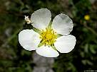 foto de flor blanca de ranunculo, ranunculus