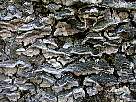 foto de textura de corteza de arbol rugosa