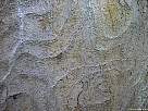 foto de textura de corteza de arbol