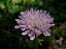 foto de flor de escabiosa de bosque, scabiosa dipsacifolia para fondo de pantalla