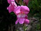 foto de flor de boca de drag�n, Antirrhinum majus