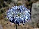 foto de flor de bot�n azul, jasione montana