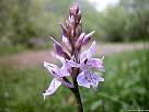 satirion manchado, dactylorhiza maculata