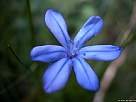 flor azul