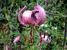 azucena silvestre, lilium martagon