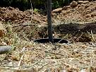 foto de la altura del arbol sobre la tierra
