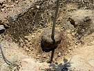 foto plantando el arbol