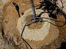 plantar un arbol