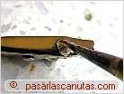 foto de esta�ado de pinza